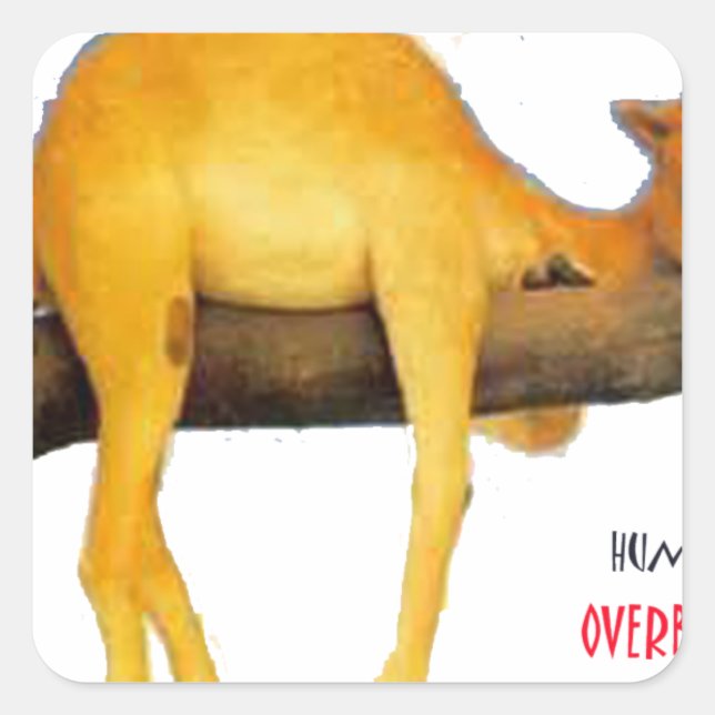 Hump Day Camel .. Overblown Square Sticker (Front)