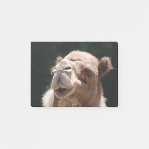 Hump Day Camel Post_it Notes