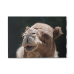 Hump Day Camel Post-it Notes