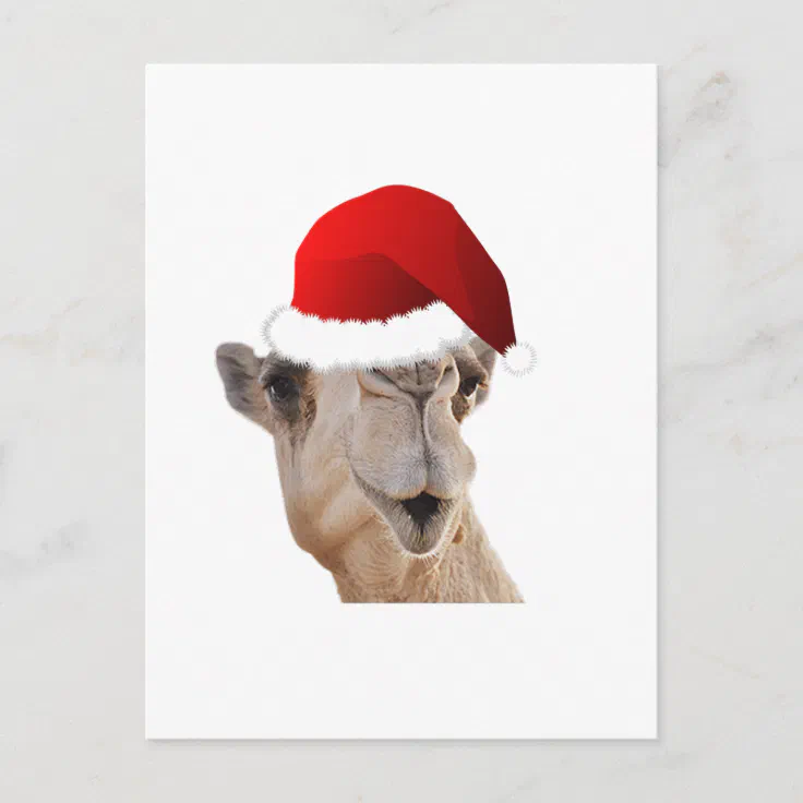 Hump Day Camel Santa Claus Hat Holiday Postcard Zazzle