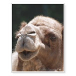 Hump Day Camel Temporary Tattoos
