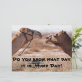 Hump Day Camels (Standing Front)