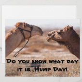 Hump Day Camels (Front/Back)