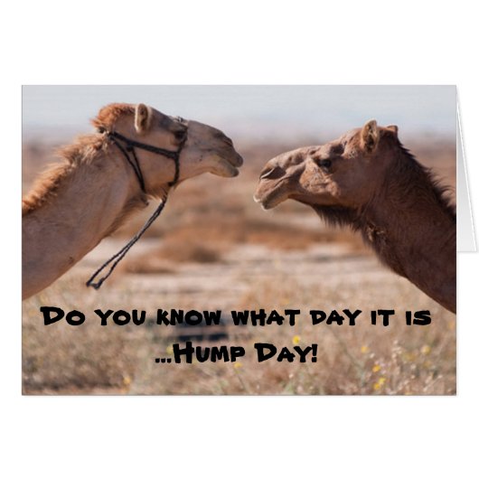 Hump Day Camels Cards (Front Horizontal)