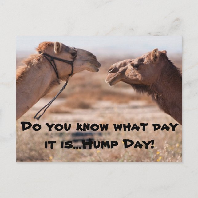 Hump Day Camels Postcard (Front)