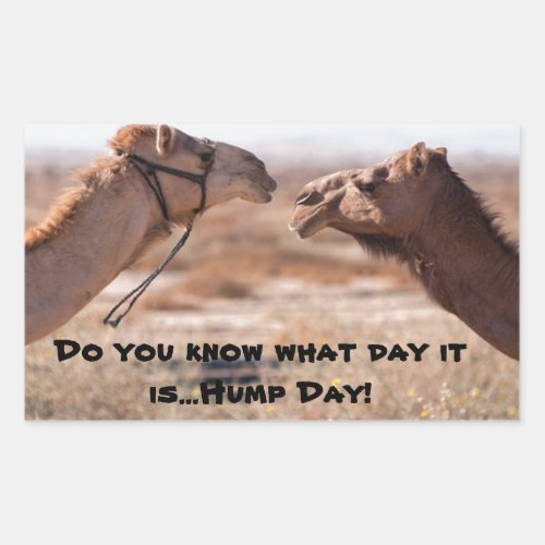 Hump Day Camels Rectangular Sticker