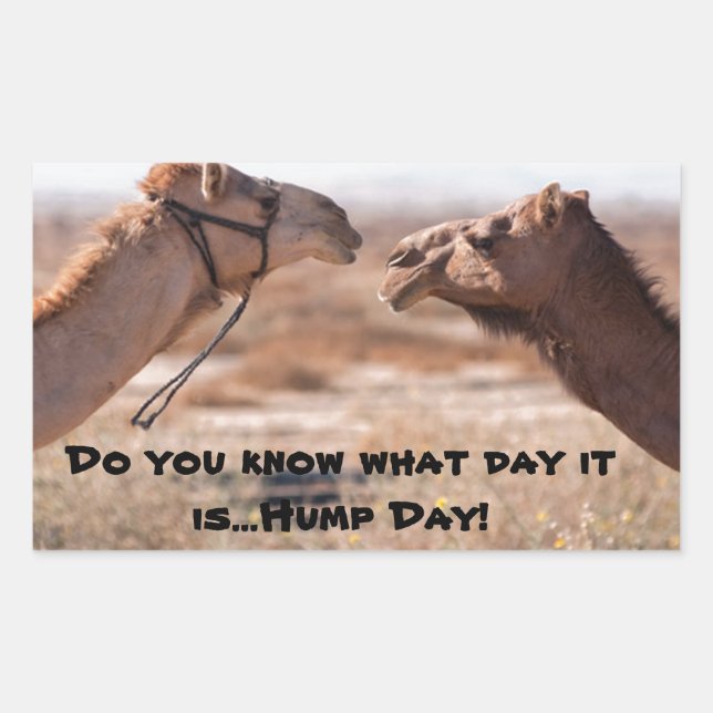 Hump Day Camels Rectangular Sticker (Front)