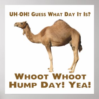 Hump Day Poster by nadil2 at Zazzle
