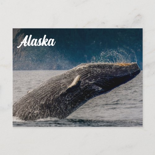 Humpback Breach Alaska Postcard