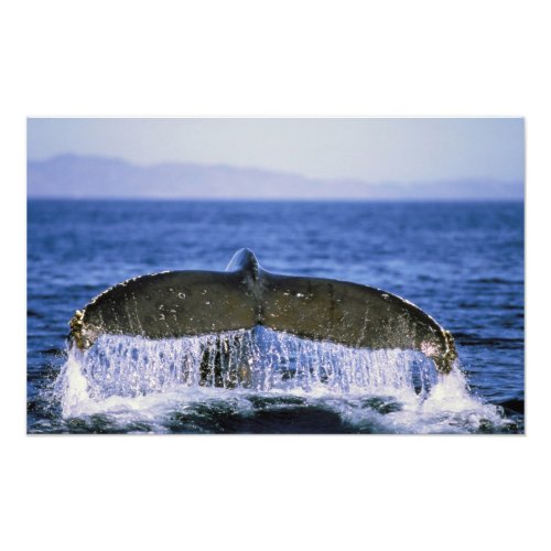 Humpback tail photo print