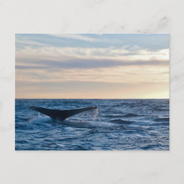 Humpback Tail Postcard (Front)