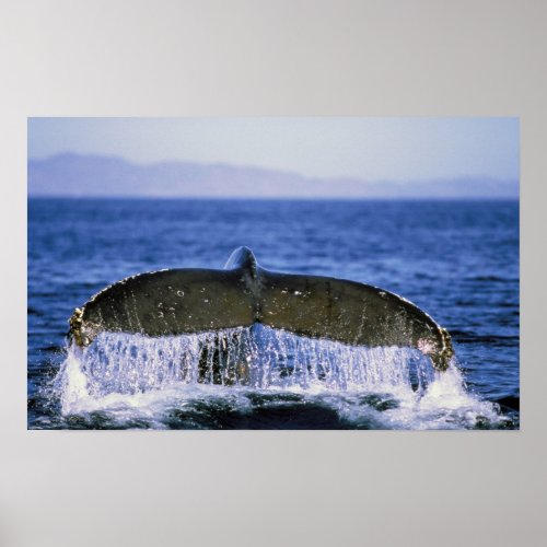 Humpback tail poster