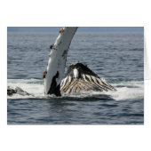 Humpback Whale (Front Horizontal)