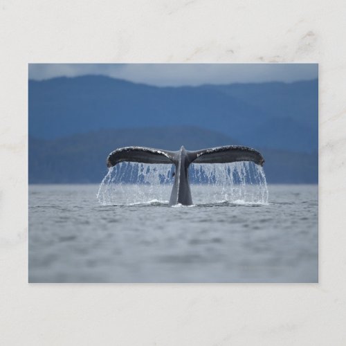 Humpback Whale 2 Postcard