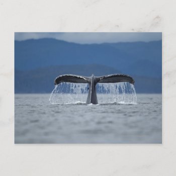 Humpback Whale 2 Postcard by prophoto at Zazzle