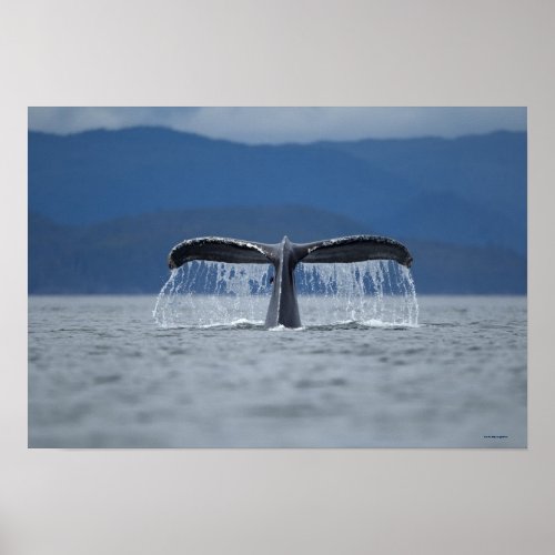 Humpback Whale 2 Poster