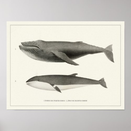 Humpback whale and Minke Whale Poster