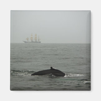 Humpback Whale and Tall Ship Magnet