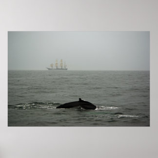 Humpback Whale and Tall Ship Print