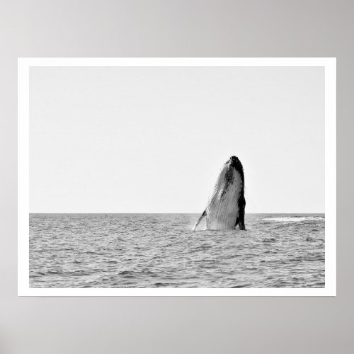 Humpback Whale  black and white poster wall art