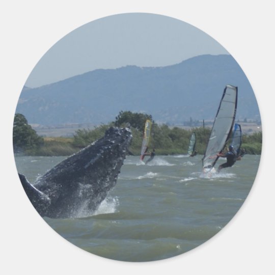 Humpback Whale Breaching by Windsurfers Classic Round Sticker