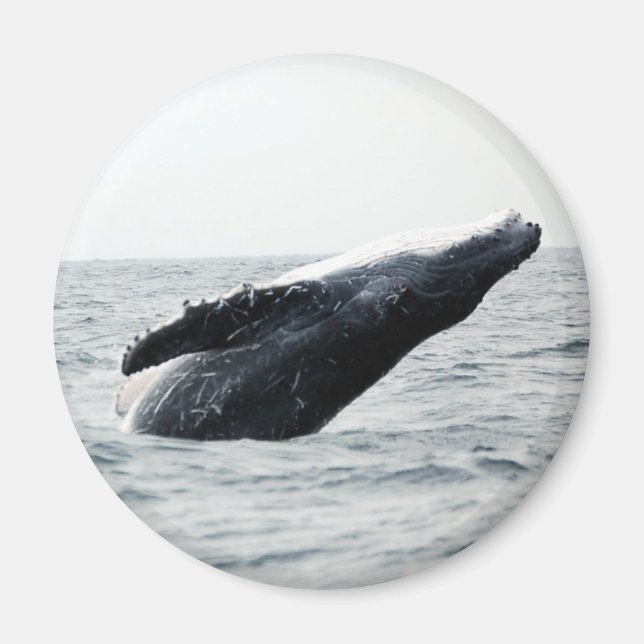 Humpback whale breaching magnet (Front)