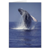 Humpback whale breaching (Megaptera (Front)