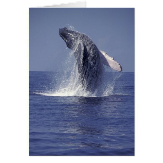 Humpback whale breaching (Megaptera Cards (Front)