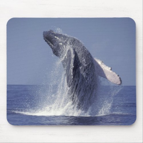 Humpback whale breaching Megaptera Mouse Pad