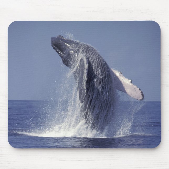 Humpback whale breaching (Megaptera Mouse Pad (Front)