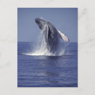 Humpback whale breaching (Megaptera Postcard