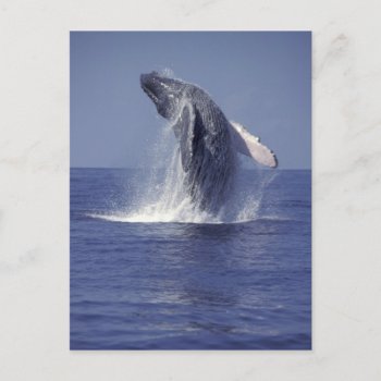 Humpback Whale Breaching (megaptera Postcard by theworldofanimals at Zazzle
