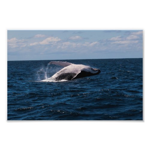 Humpback Whale Breaching _ Photo Print