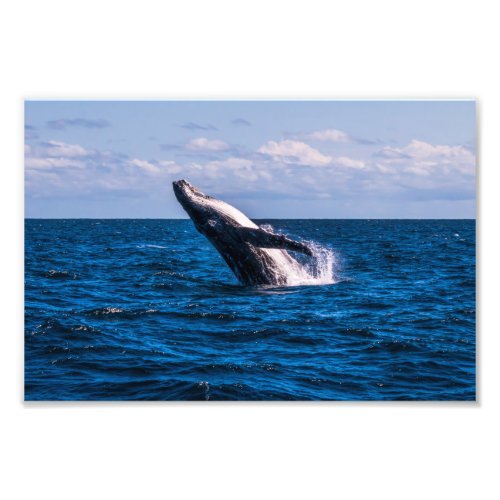 Humpback Whale Breaching Photo Print