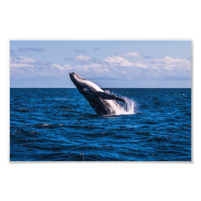 Humpback Whale Breaching Photo Print | Zazzle