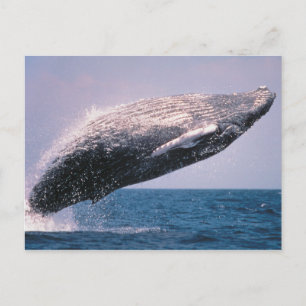 Humpback Whale Breaching Postcard