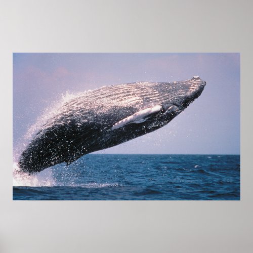 Humpback Whale Breaching Poster