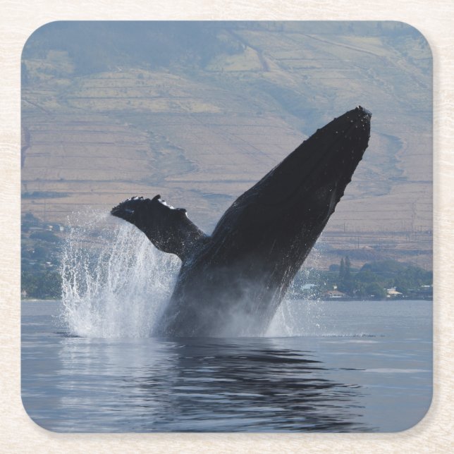 humpback whale breaching square paper coaster (Front)