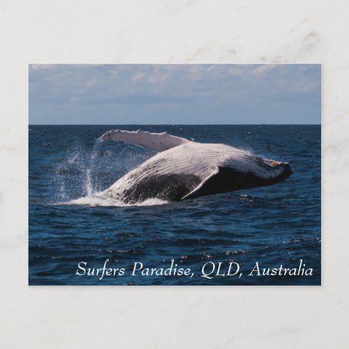 Humpback Whale Breaching Surfers Paradise Postcard