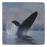 Humpback Whale Breaching Trivet at Zazzle