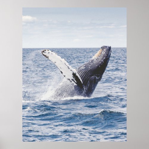 Humpback whale breaching united states poster