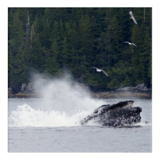 Humpback whale bubble feeding acrylic print