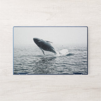 Humpback Whale Calf HP Laptop Skin