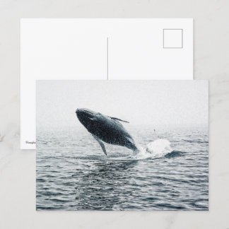 Humpback Whale Calf Invitation Postcard