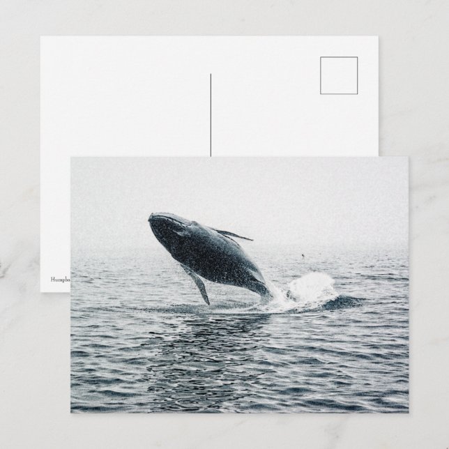 Humpback Whale Calf Invitation Postcard (Front/Back)