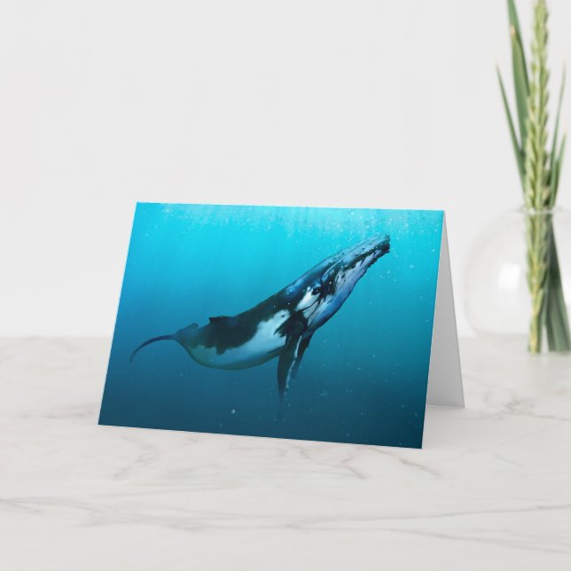 Humpback Whale Card (Front)