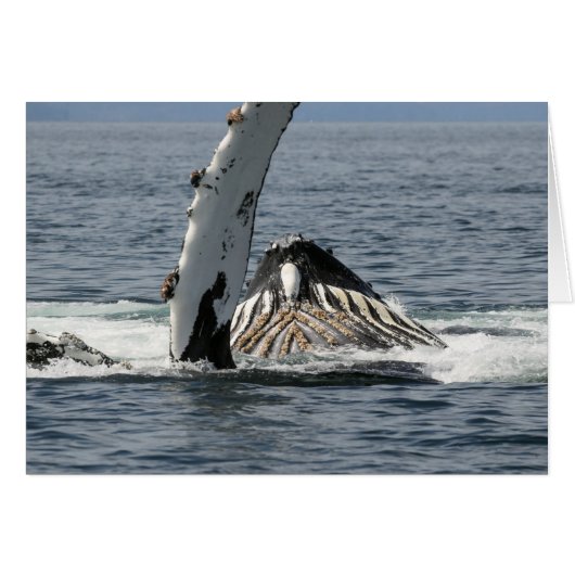 Humpback Whale Cards (Front Horizontal)