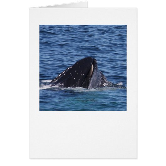 Humpback Whale Cards (Front)