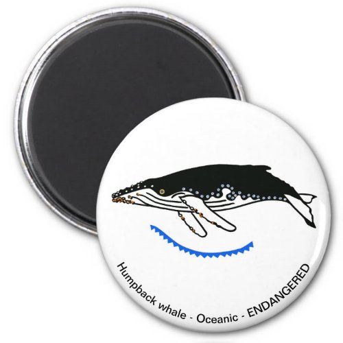 Humpback WHALE_ Endangered animal _ Wildlife _ Magnet