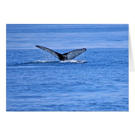 Humpback Whale Fluke Cards (Front Horizontal)
